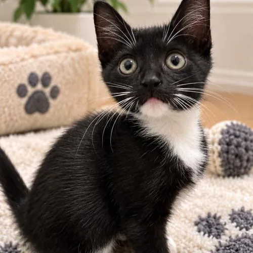 A baby small-sized female Domestic Short Hair cat named Luna for adoption in Coachella, CA