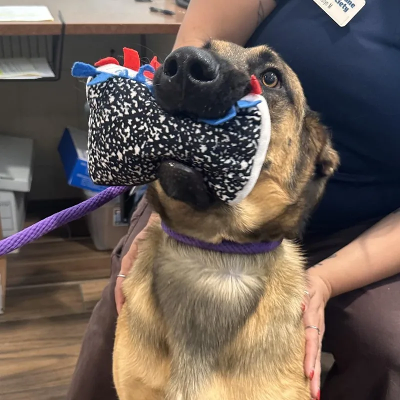 A young large-sized male Brown / Chocolate German Shepherd Dog dog named Anders for adoption in Reno, NV