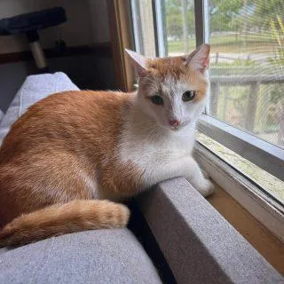 An adult large-sized male Orange & White Domestic Short Hair cat named Tonka for adoption in Frostproof, FL
