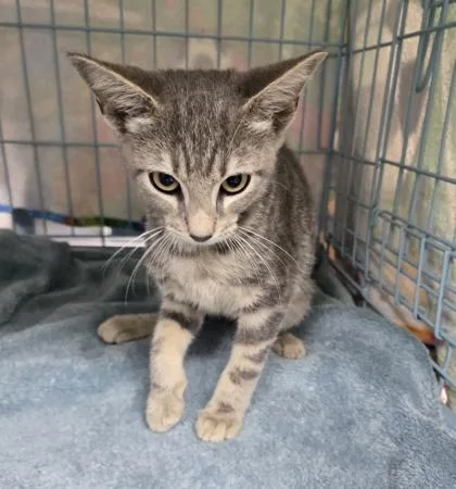 A baby small-sized male Domestic Short Hair cat named Atticus for adoption in Gainesville, FL
