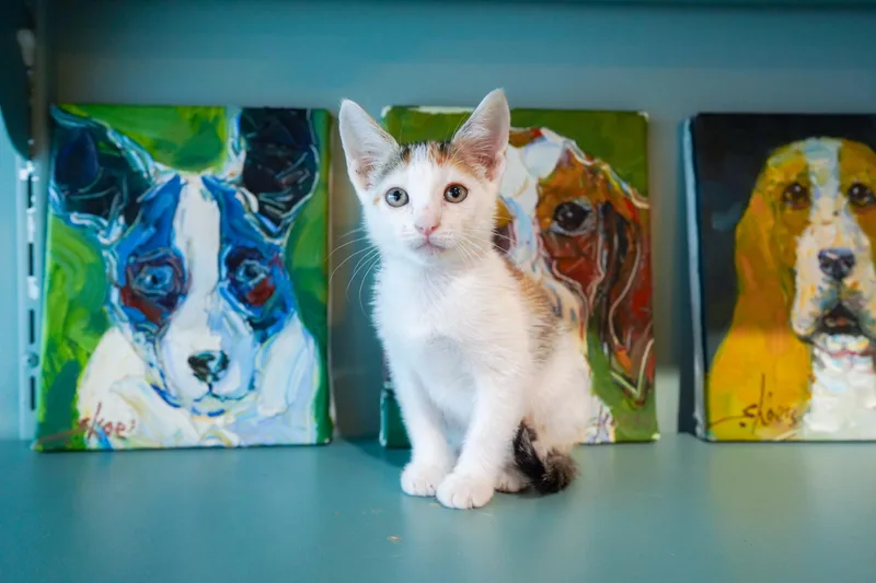 A young medium-sized female Calico Domestic Short Hair cat named Loop for adoption in San Antonio, TX