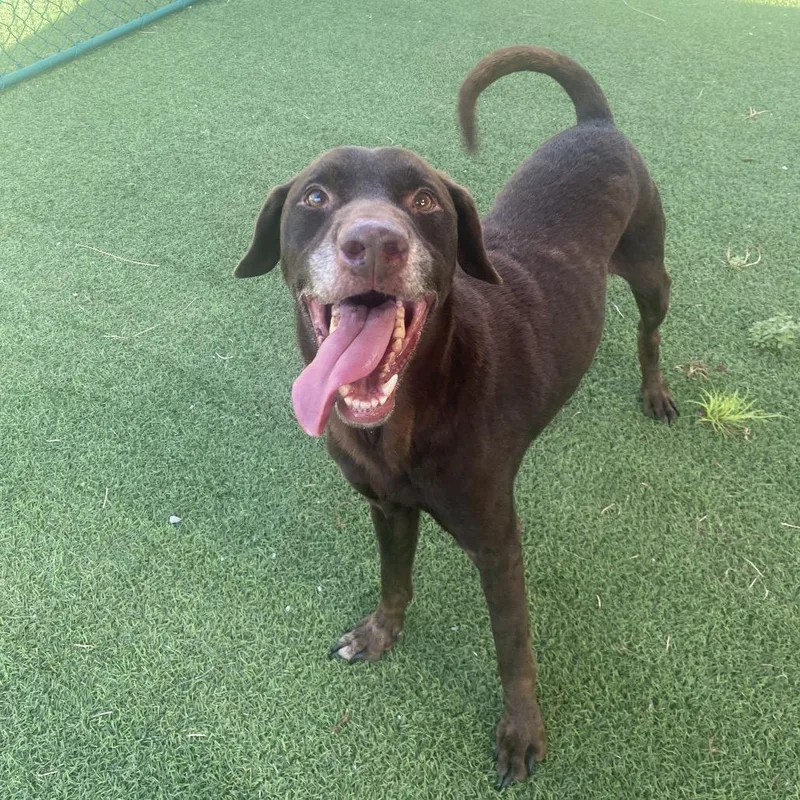 A senior medium-sized female Mixed Breed dog named Cooper for adoption in LOXAHATCHEE, FL