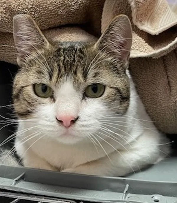 An adult medium-sized male Domestic Short Hair cat named Lu for adoption in Vancouver, WA