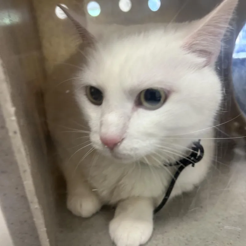 An adult large-sized female White Domestic Short Hair cat named Anna Maria for adoption in Philadelphia, PA