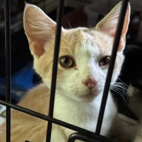 A baby small-sized male Buff / Tan / Fawn Domestic Short Hair cat named Sandy for adoption in Abingdon, MD