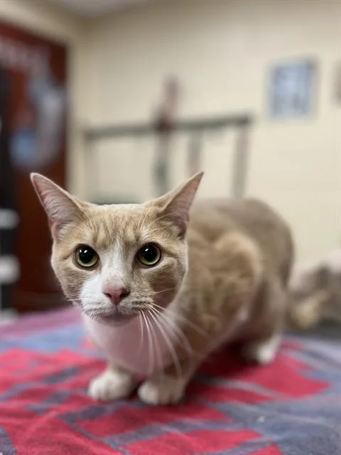 A young small-sized male Domestic Short Hair cat named Clark for adoption in Aliquippa, PA