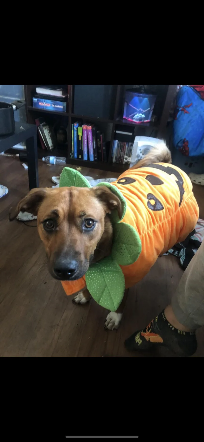An adult medium-sized female Hound dog named Lilo for adoption in Woodland, CA