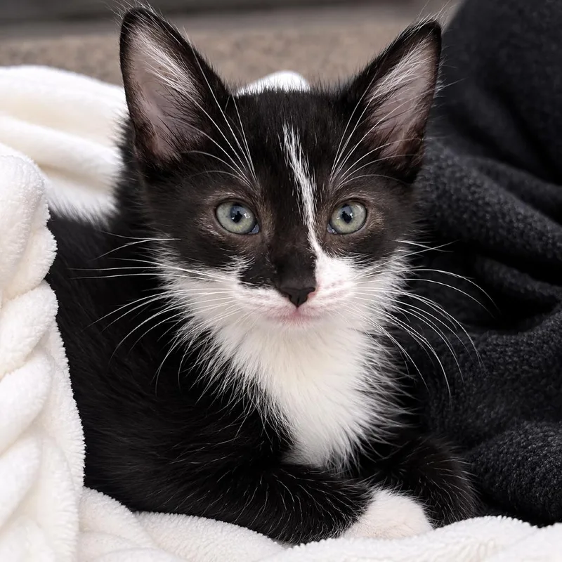 A baby small-sized male Black Domestic Short Hair cat named Direwolf for adoption in Austin, TX