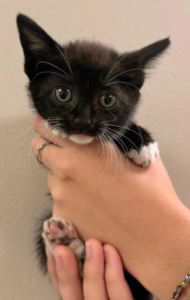 A baby small-sized female Domestic Short Hair cat named Starlight for adoption in Defiance, OH