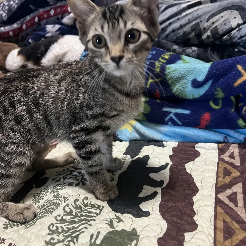 A baby small-sized female Tabby (Brown / Chocolate) Domestic Short Hair cat named Elm for adoption in Davisburg, MI