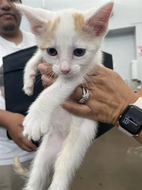 A baby medium-sized female Domestic Short Hair cat named Scuttle for adoption in Dallas, TX