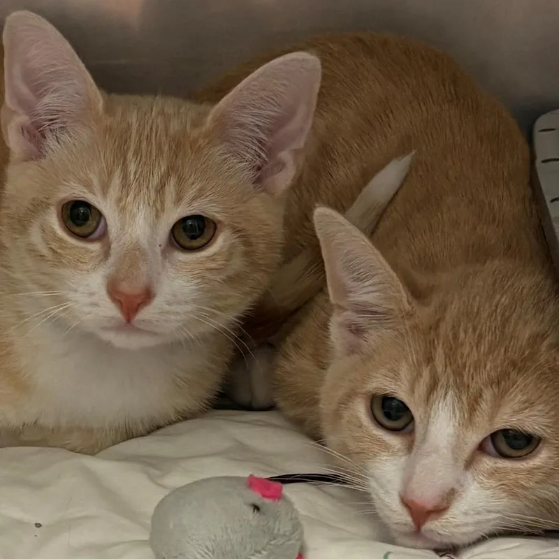 A baby small-sized male Orange / Red Domestic Short Hair cat named Sensodyne for adoption in East Hanover, NJ