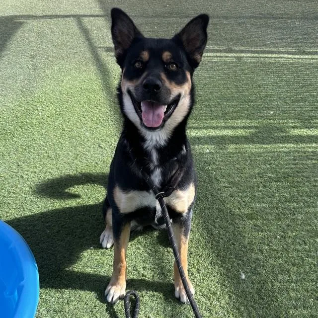 A young large-sized female Australian Kelpie dog named Ely for adoption in Mesa, AZ