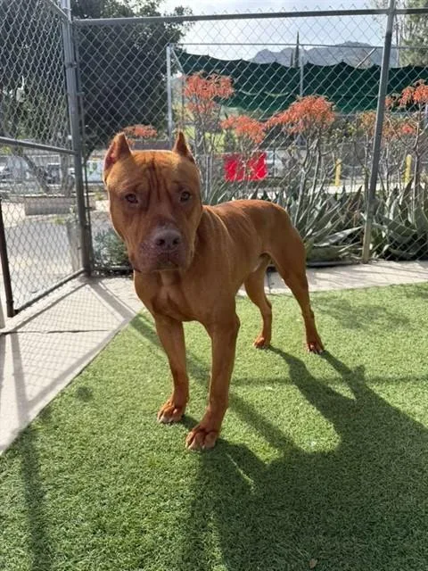 An adult medium-sized male Mastiff dog named Scooby for adoption in Agoura, CA