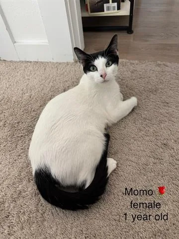 A young small-sized female Domestic Short Hair cat named Momma for adoption in Orlando, FL