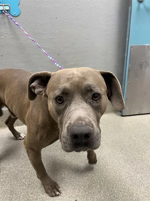 An adult large-sized male Pit Bull Terrier dog named Enrique for adoption in Las Vegas, NV