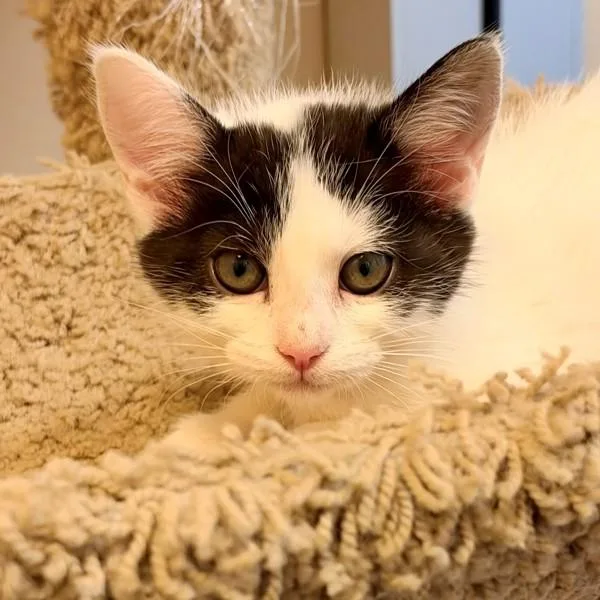 A baby small-sized female Domestic Medium Hair cat named Beanie for adoption in Walnut Creek, CA