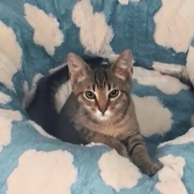 A baby small-sized male Domestic Short Hair cat named Drizzle for adoption in Brownsboro, AL