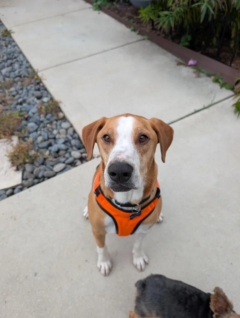 An adult large-sized male Foxhound dog named Corn Chips for adoption in Oak Forest, IL