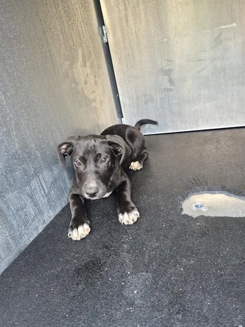 A baby small-sized female American Staffordshire Terrier dog named Li Mei for adoption in San Antonio, TX