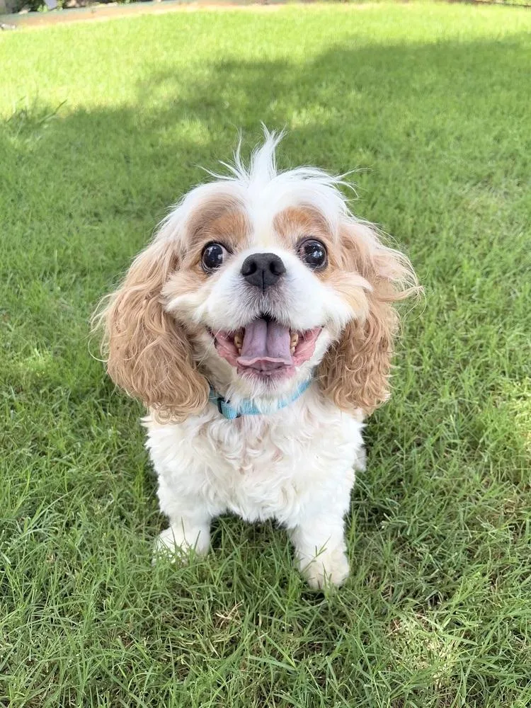 A senior small-sized male Cavalier King Charles Spaniel dog named Paddington for adoption in Frisco, TX