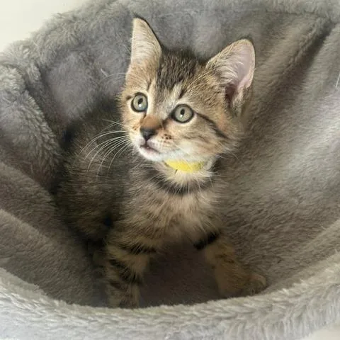 A baby small-sized female Brown / Chocolate Domestic Short Hair cat named Marigold for adoption in Chattanooga, TN