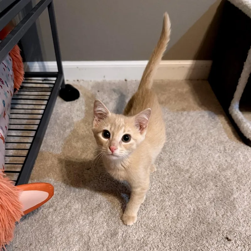 A baby small-sized male Buff / Tan / Fawn Domestic Short Hair cat named Rooster for adoption in Kansas City, MO