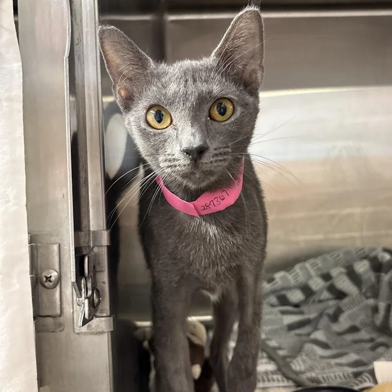 A young medium-sized female Gray / Blue / Silver Domestic Short Hair cat named Dolly for adoption in Fairport, NY