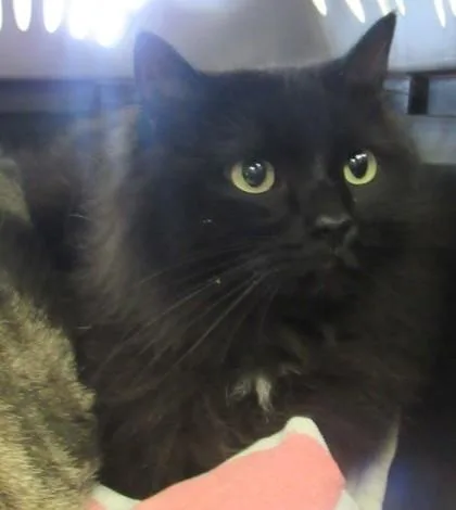 Fluffy; Bonded W Hershey