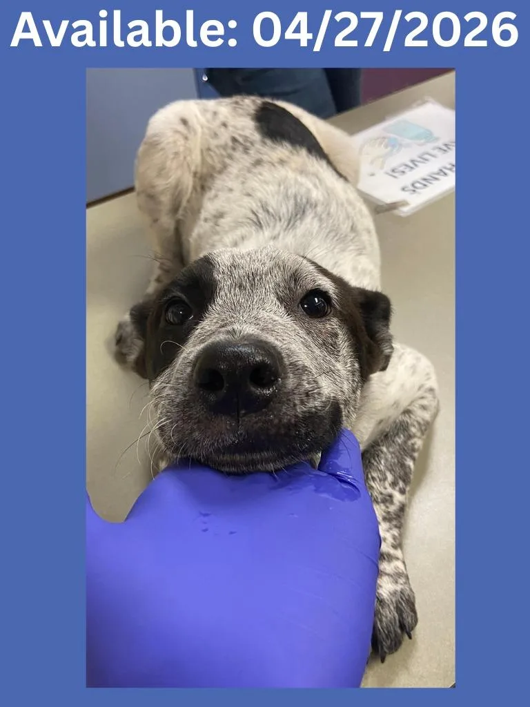 A baby medium-sized male Australian Cattle Dog / Blue Heeler dog named Dog Kennel for adoption in Greenville, TX