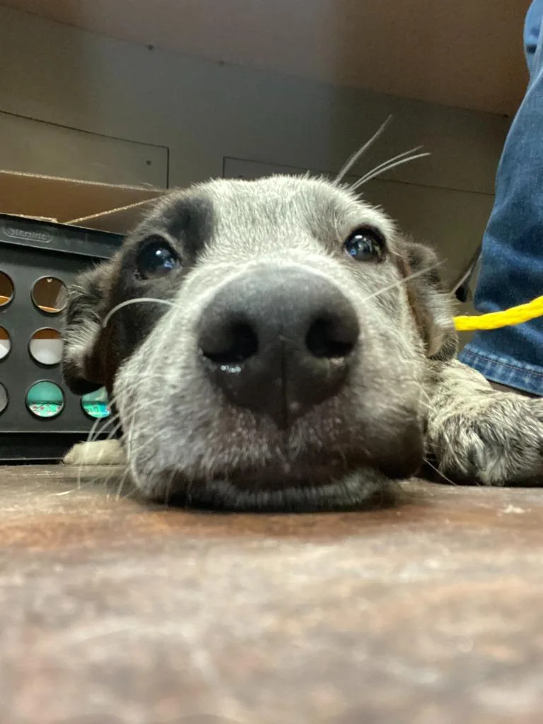 Dog Kennel thumbnail 2