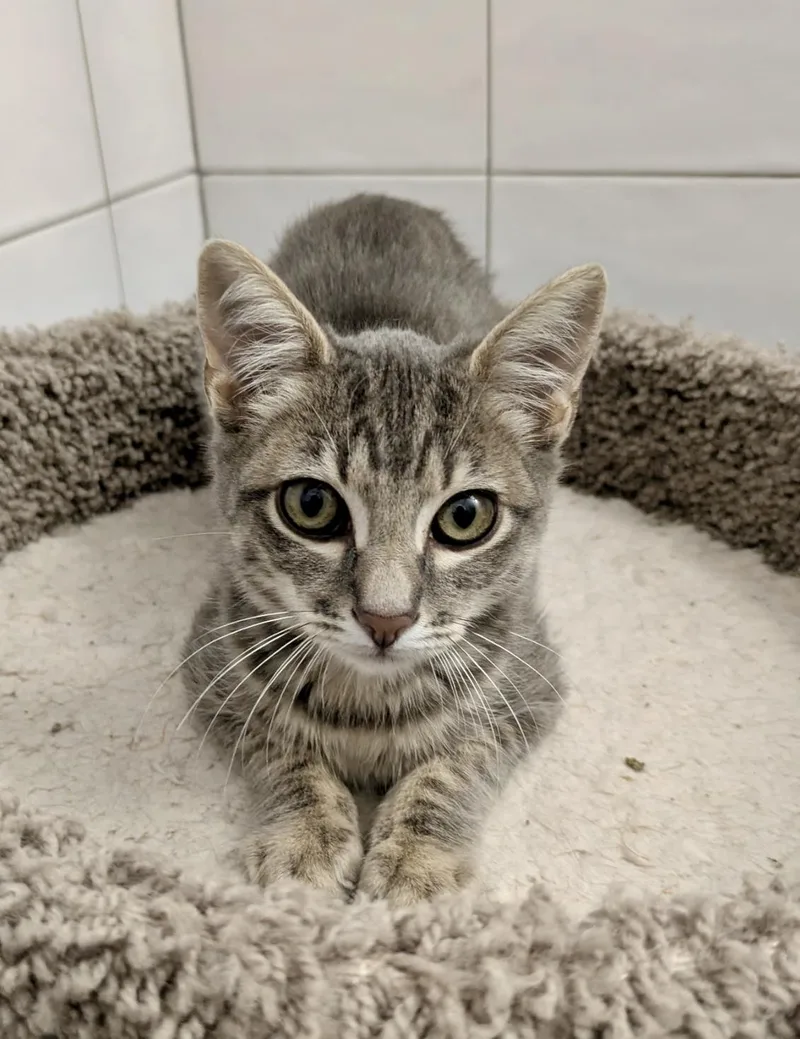 Tapatio & Stitch  thumbnail 2