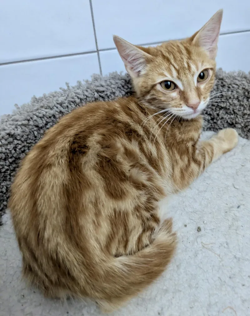 Tapatio & Stitch  thumbnail 3