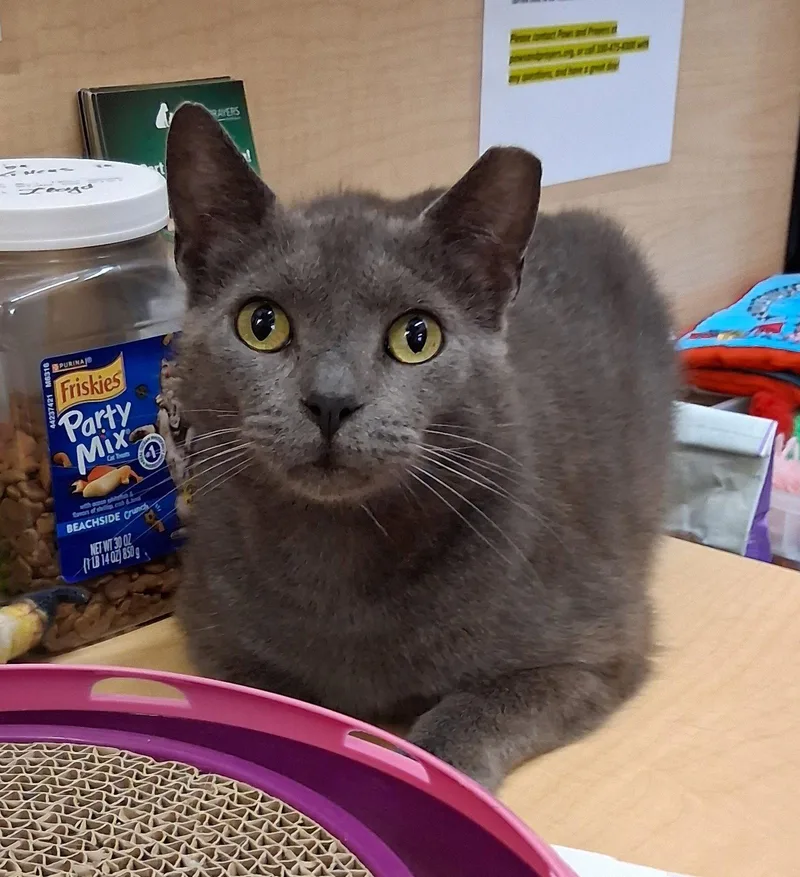 An adult large-sized male Russian Blue cat named Thumbtack @ Medina Petsmart for adoption in Cuyahoga Falls, OH