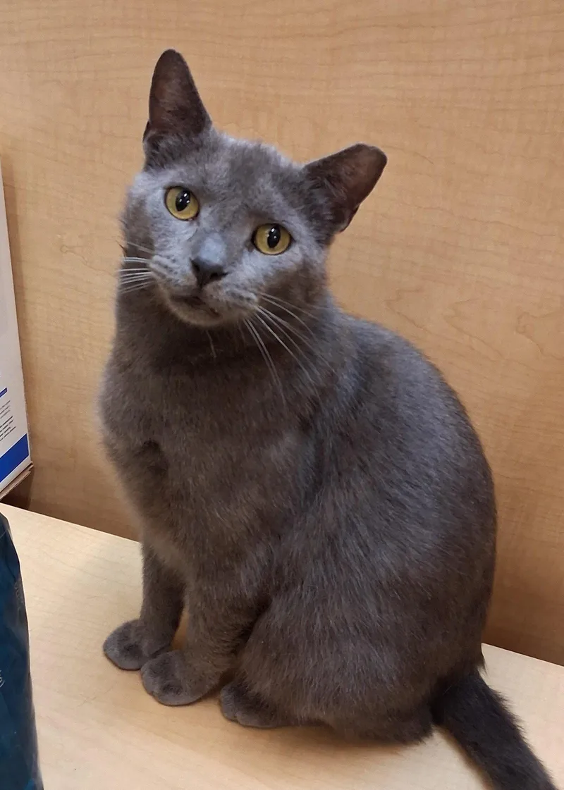 Thumbtack @ Medina Petsmart thumbnail 2