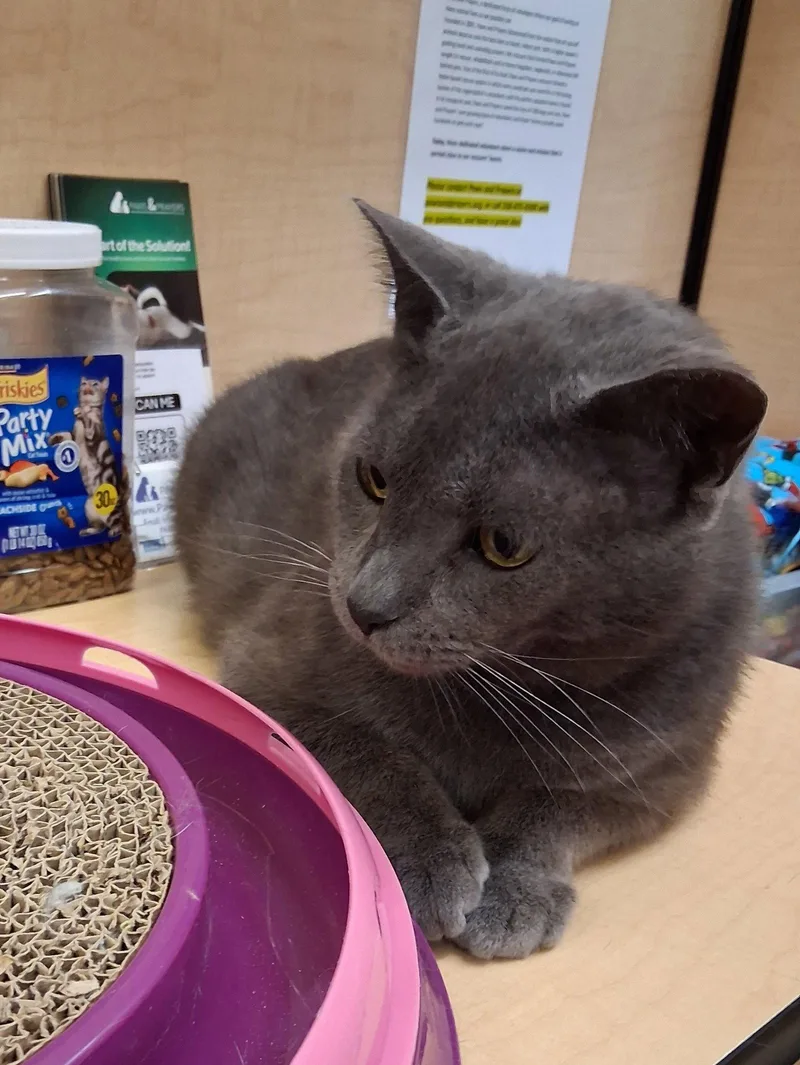 Thumbtack @ Medina Petsmart thumbnail 3