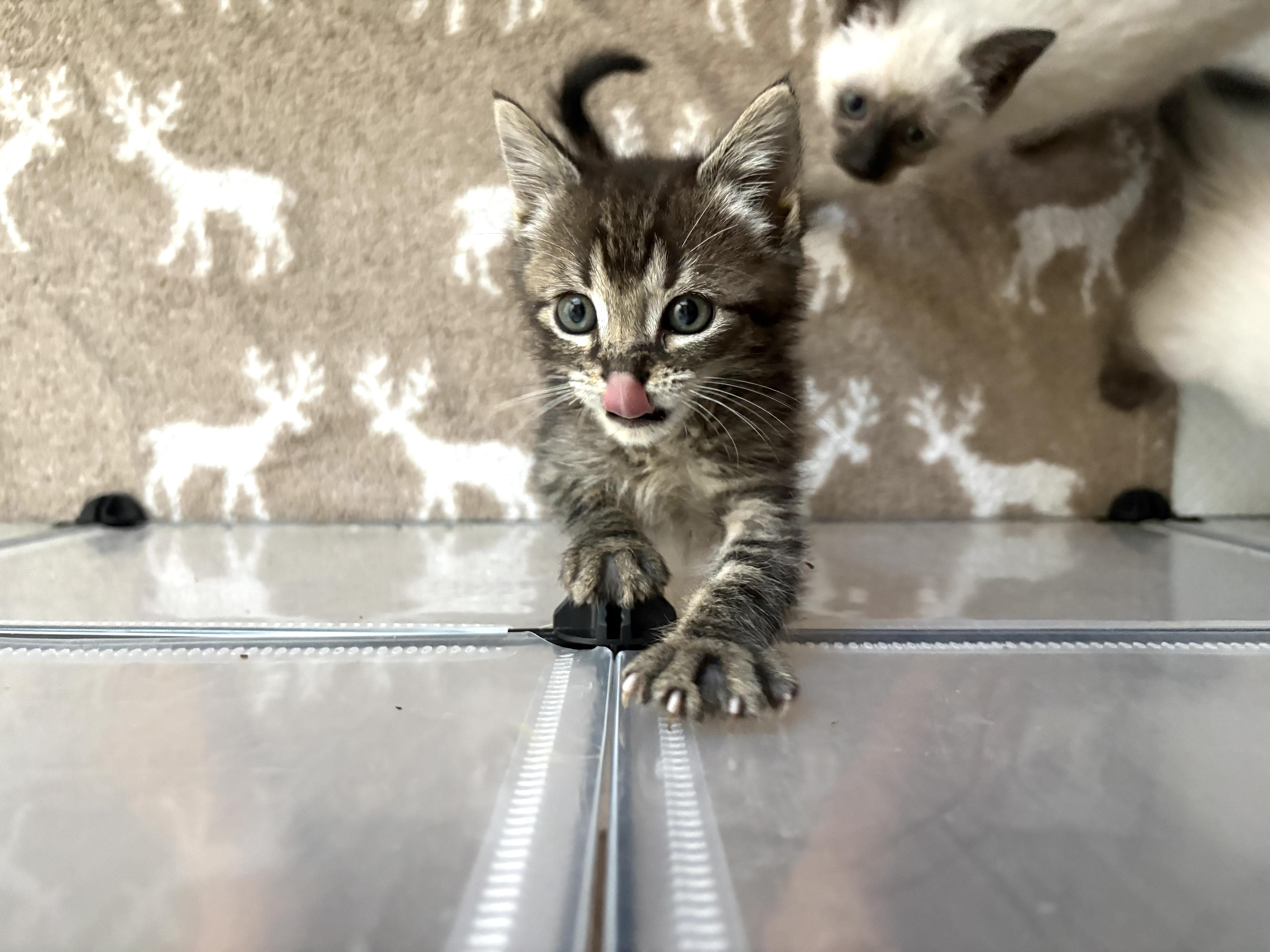 A baby medium-sized male Tabby cat named Captain for adoption in Keller, TX