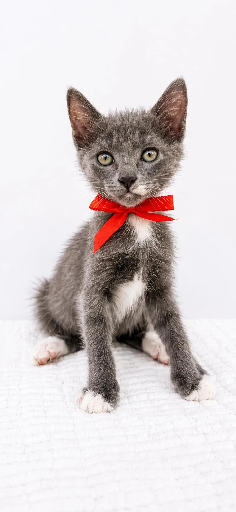 A baby small-sized female Domestic Short Hair cat named Ziti for adoption in Long Beach, CA