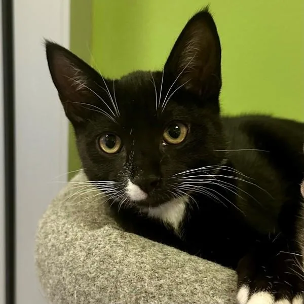 A baby small-sized male Domestic Short Hair cat named Mr. Potato Head for adoption in Walnut Creek, CA
