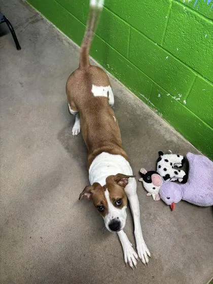 A young medium-sized female American Staffordshire Terrier dog named Rosa for adoption in Paducah, KY