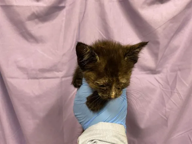 A baby small-sized female Domestic Medium Hair cat named A for adoption in Modesto, CA