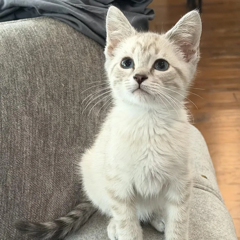 A baby small-sized male Siamese cat named Smudge for adoption in Bentonville, AR