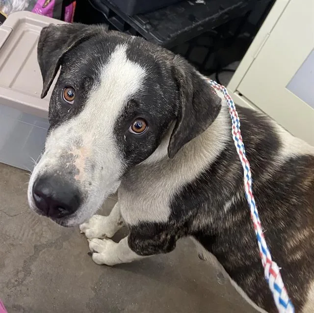 An adult large-sized female Mixed Breed dog named Anya for adoption in Dallas, TX