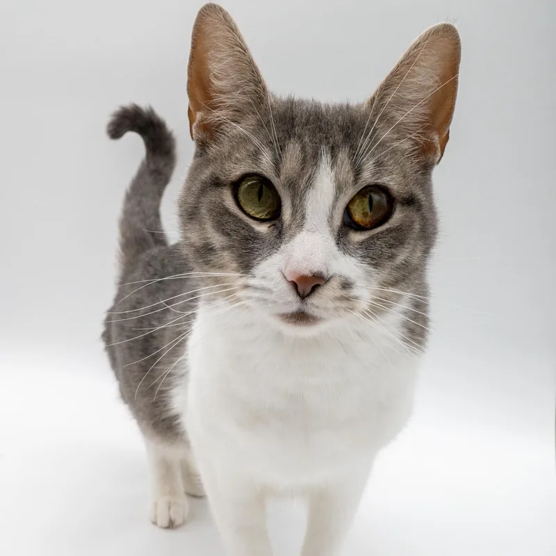 A young medium-sized female Gray & White Domestic Short Hair cat named Seven for adoption in Portland, OR