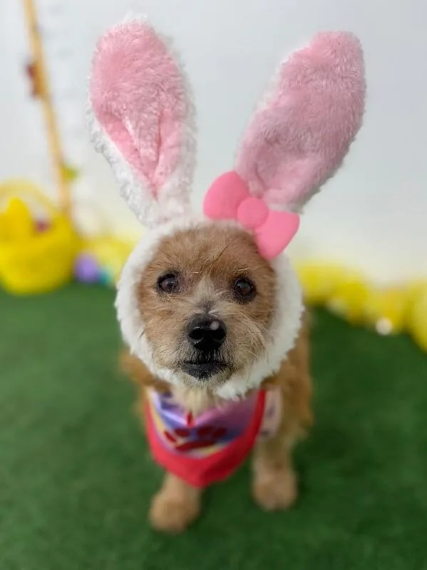 An adult small-sized female Brown / Chocolate Norfolk Terrier dog named Ruby for adoption in Carlsbad, CA