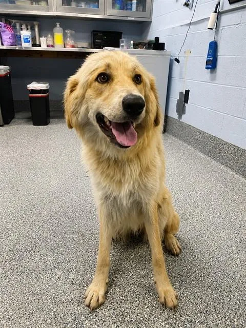A young large-sized female Golden Retriever dog named Honey for adoption in Westminster, MD