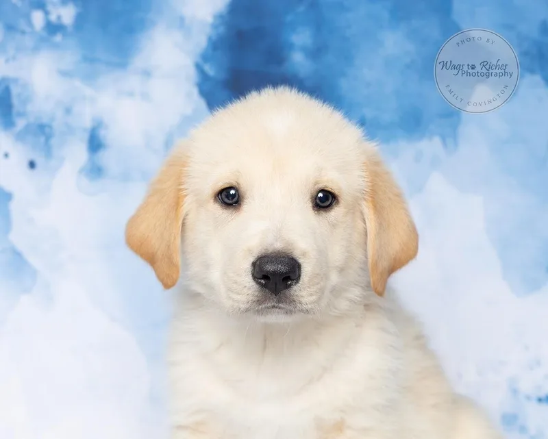 Bechamel thumbnail 2