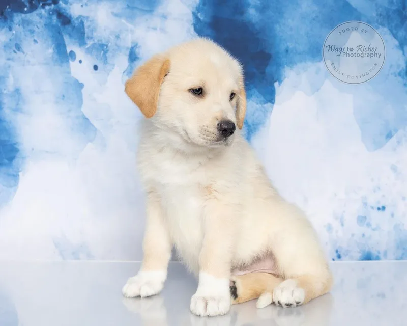 Bechamel thumbnail 3