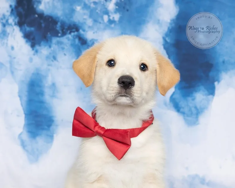 Bechamel thumbnail 4