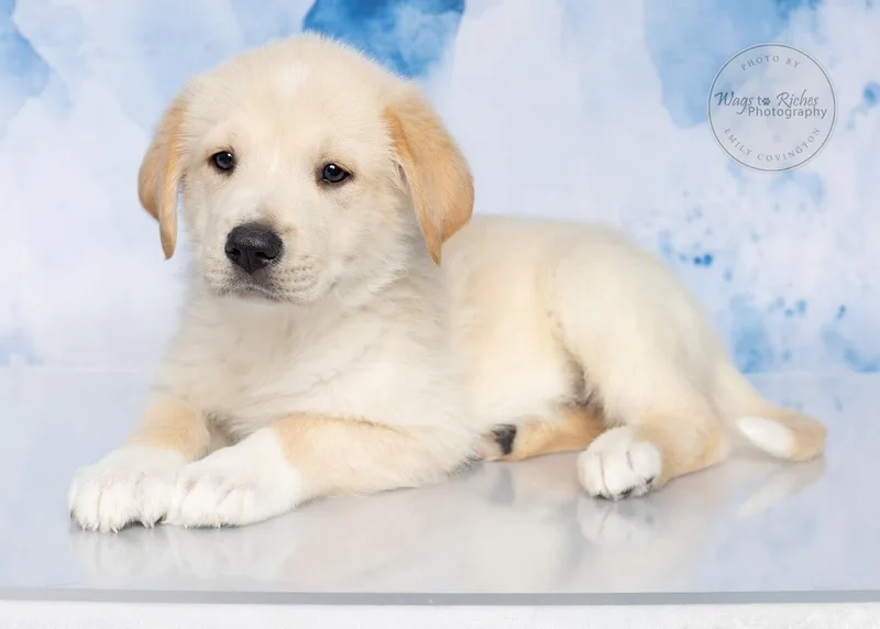 Bechamel thumbnail 5